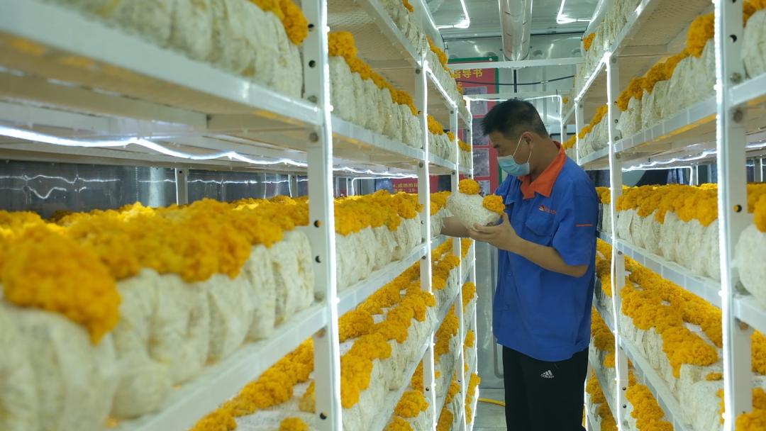 ɽ�|���f�����S�𡱮a(ch��n)�I(y��)����ġ������������Ƽ���(w��n)�a(ch��n)��